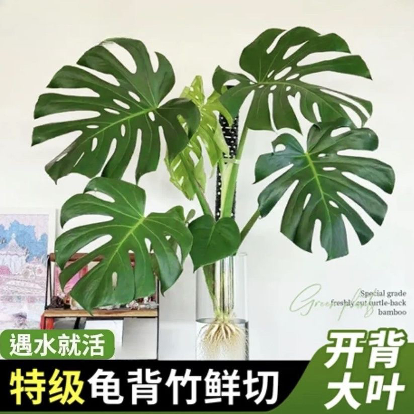 龟背竹水培绿植净化空气适合室内客厅办公摆放好养大叶