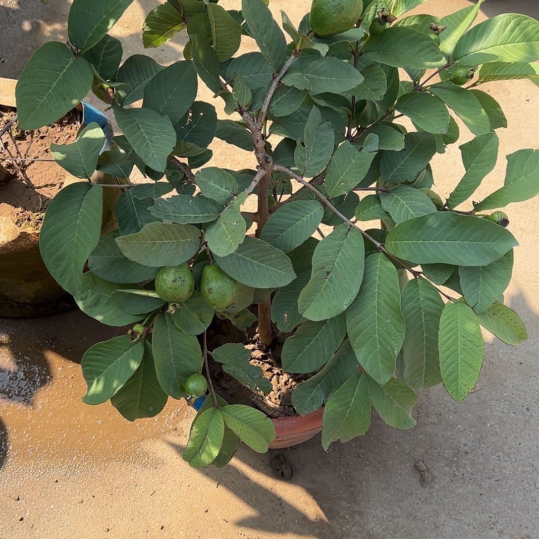 唯***一以实际为准胭脂红芭乐