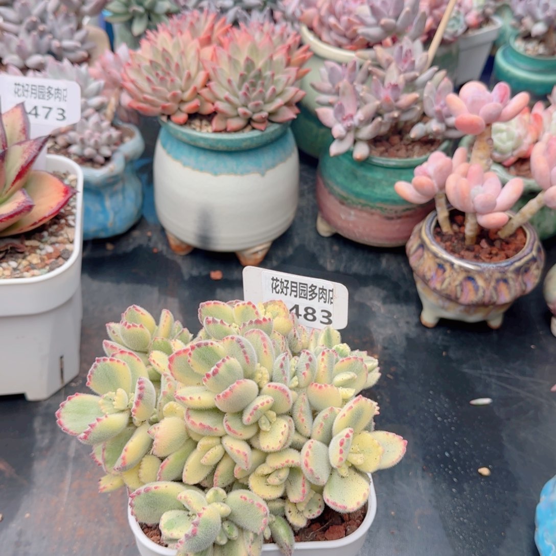 欢*多肉3483…………………………