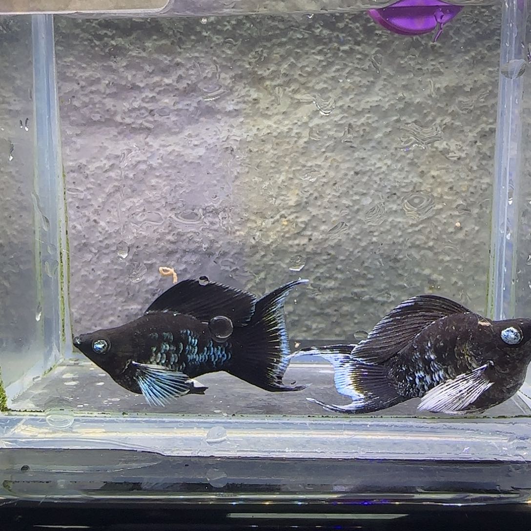 孔雀鱼电镀公鱼。89号