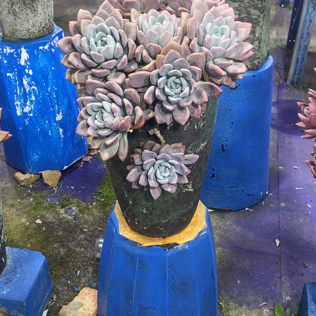 小***雪奥普多肉植物带盆物流自理