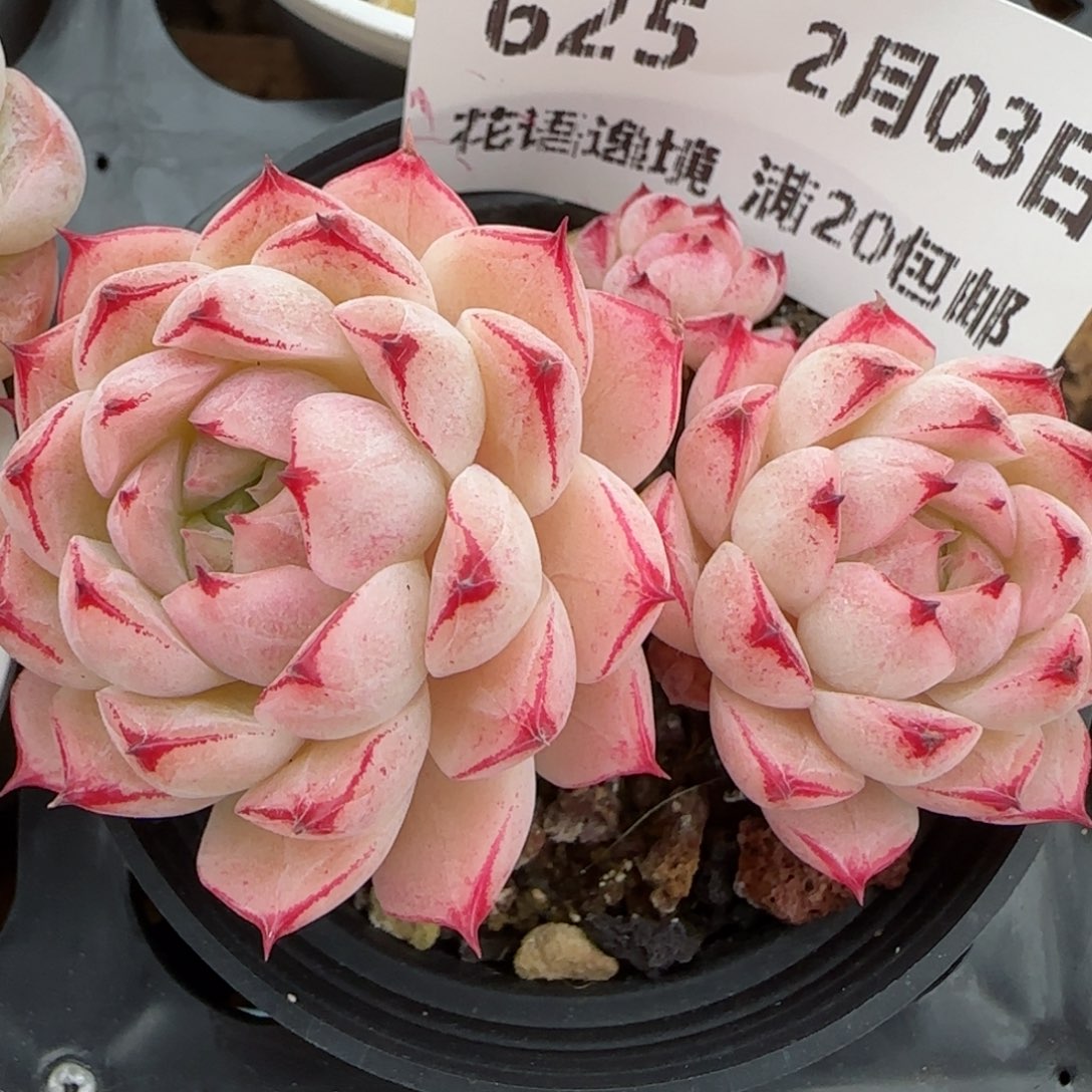 花语逸镜0203-625