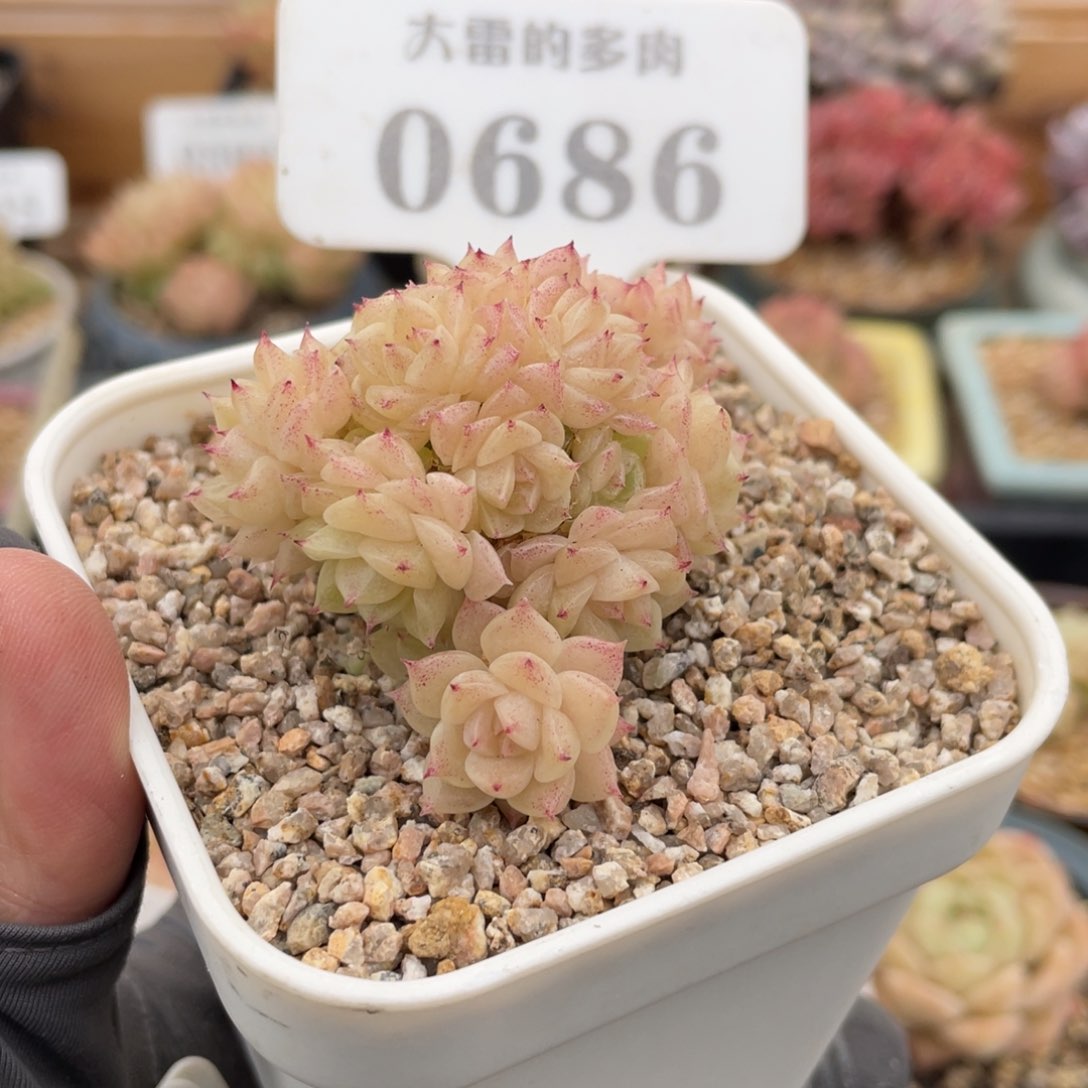 0686 麦秆群 6.5厘米 不带盆