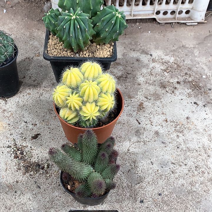 23984267456753942388