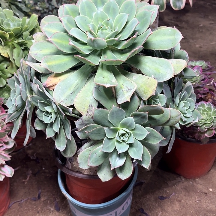 多肉植物翡翠城9