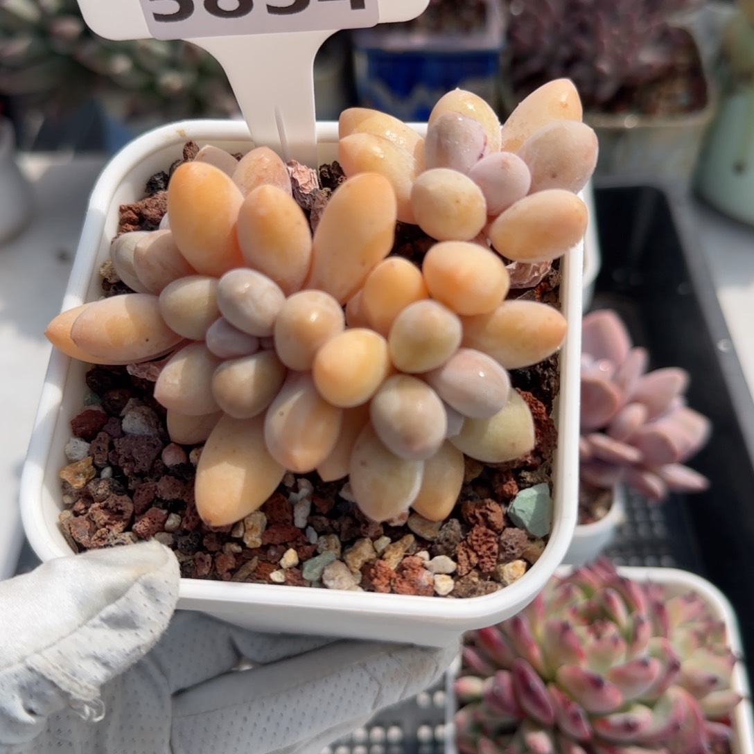 多肉植物5834………………