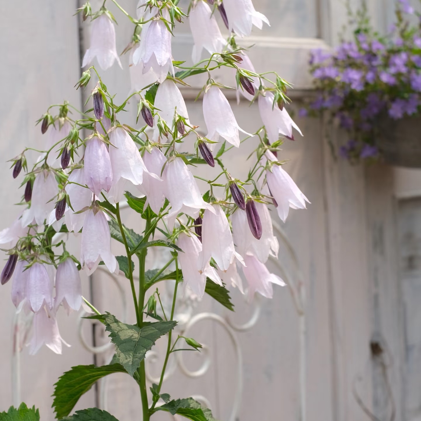 风铃系列 宿根风铃草 葵空  婚礼钟声多年生耐热耐寒花园阳台植物