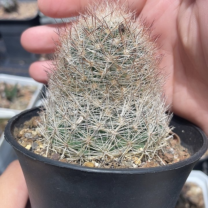 实生不知名仙人球一颗