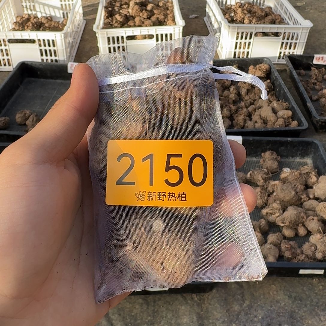 完全开放2150粉色飞溅裸球不售后