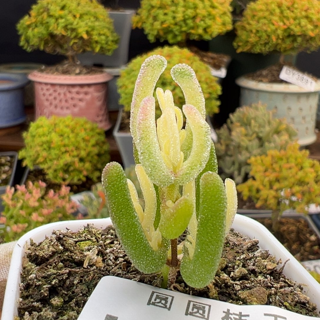 u855小小小冰霜锦冠幅2cm