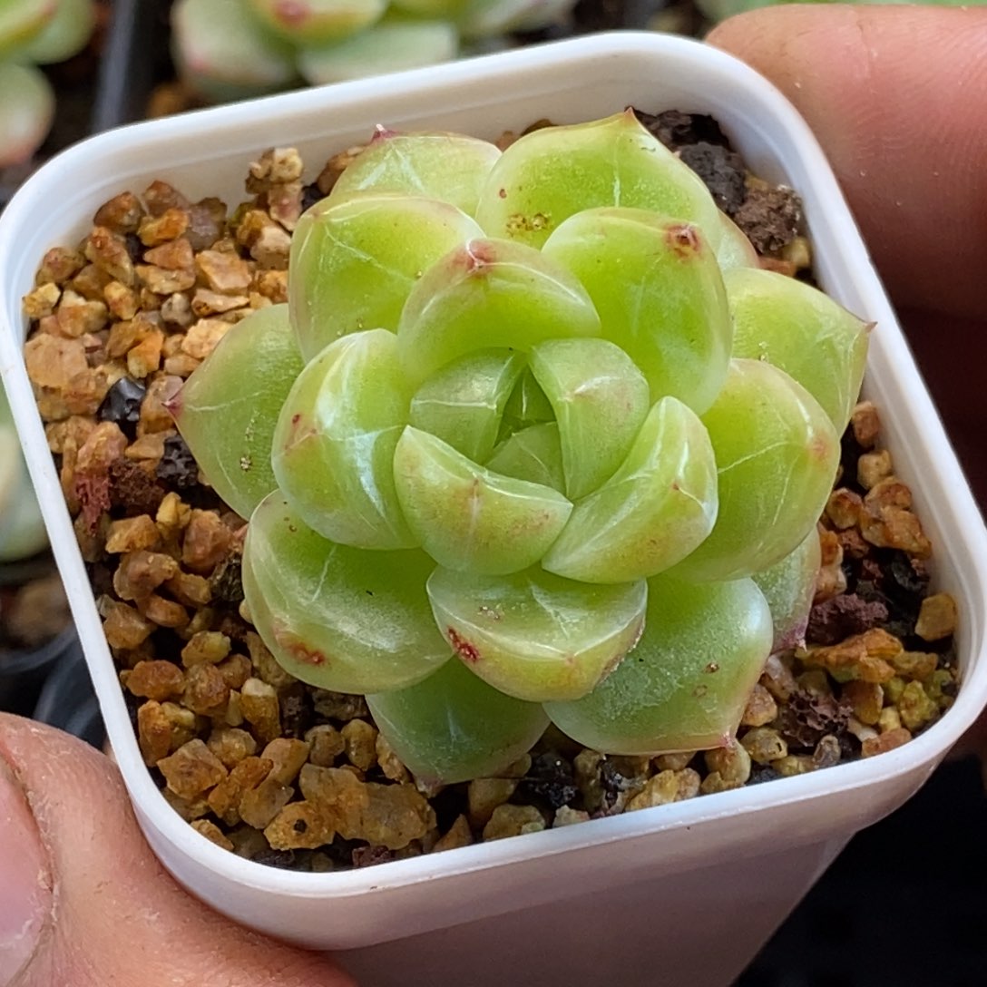 天官赐福百无禁忌