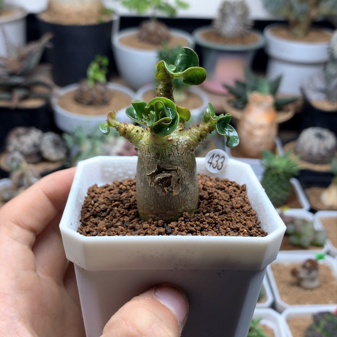 福利卡汉羊角沙漠玫瑰带盆发福利卡汉羊角沙漠玫瑰带盆发