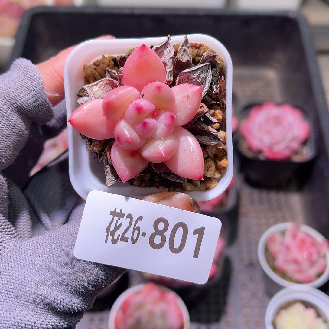 花264801玲珑单头