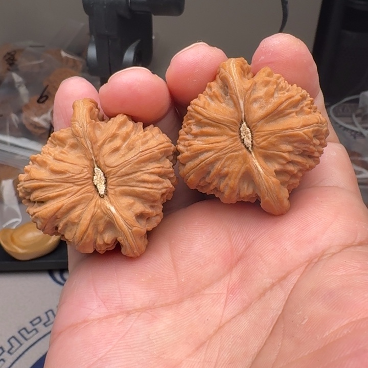 桃核把件山地白狮子43尺13