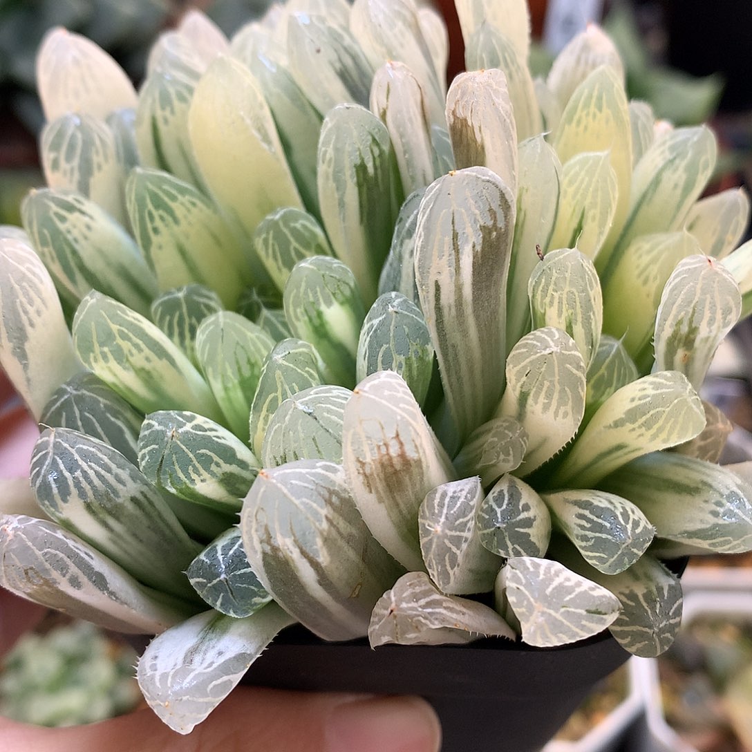 糊斑别系玉露锦带盆土发货