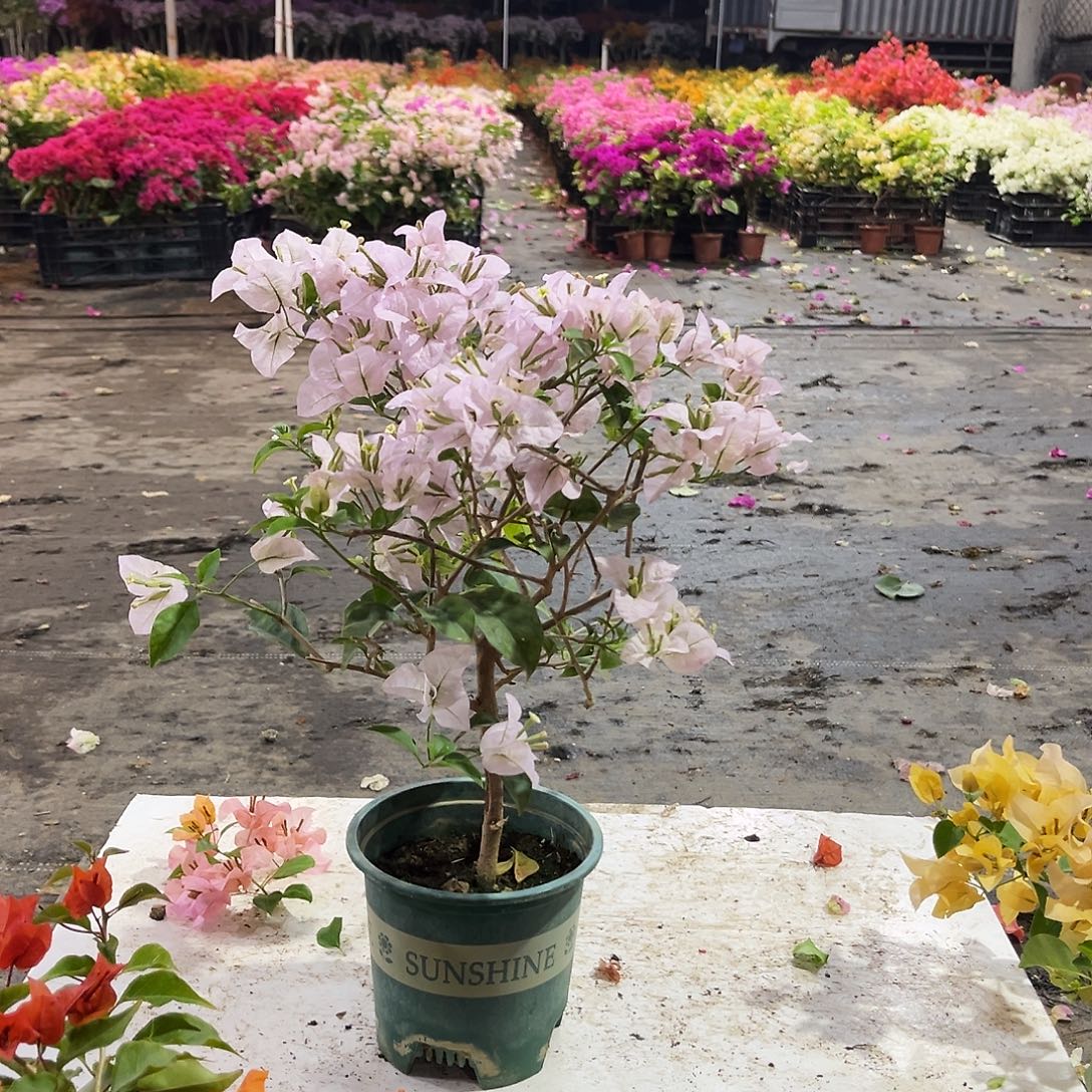 大部分花苞少量开放苹果花掌中宝一颗