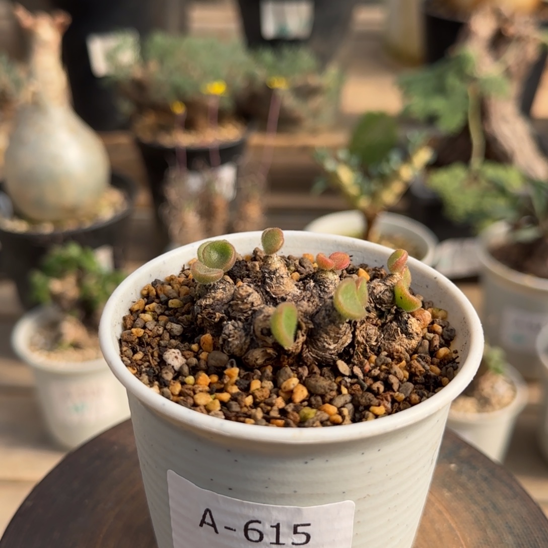 615薛辉奇峰锦块根植物