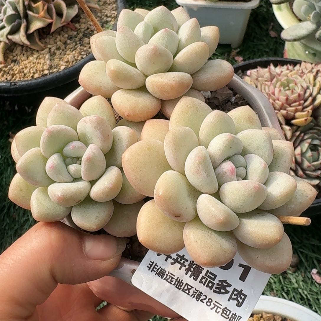 1501一物一拍（满28包邮）