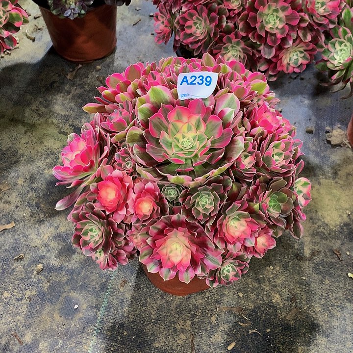 琴**荡多肉男神法师239