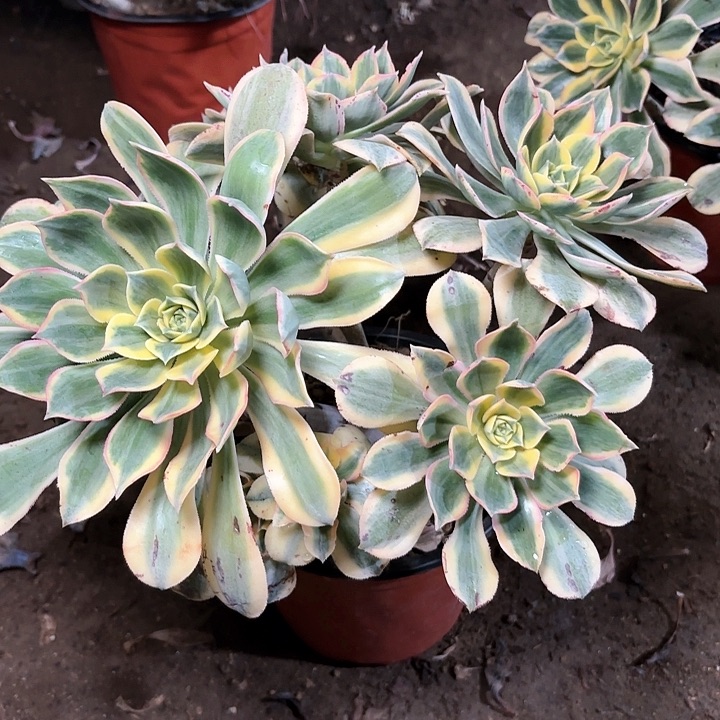 多肉植物法师灿烂93