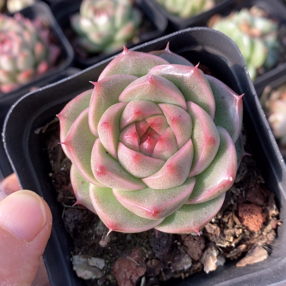 精品多肉一物一拍227