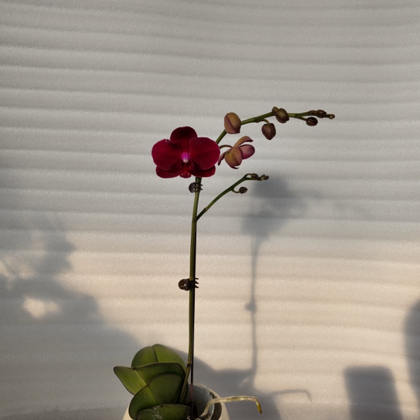 【拉菲】3.0寸 带花带花苞