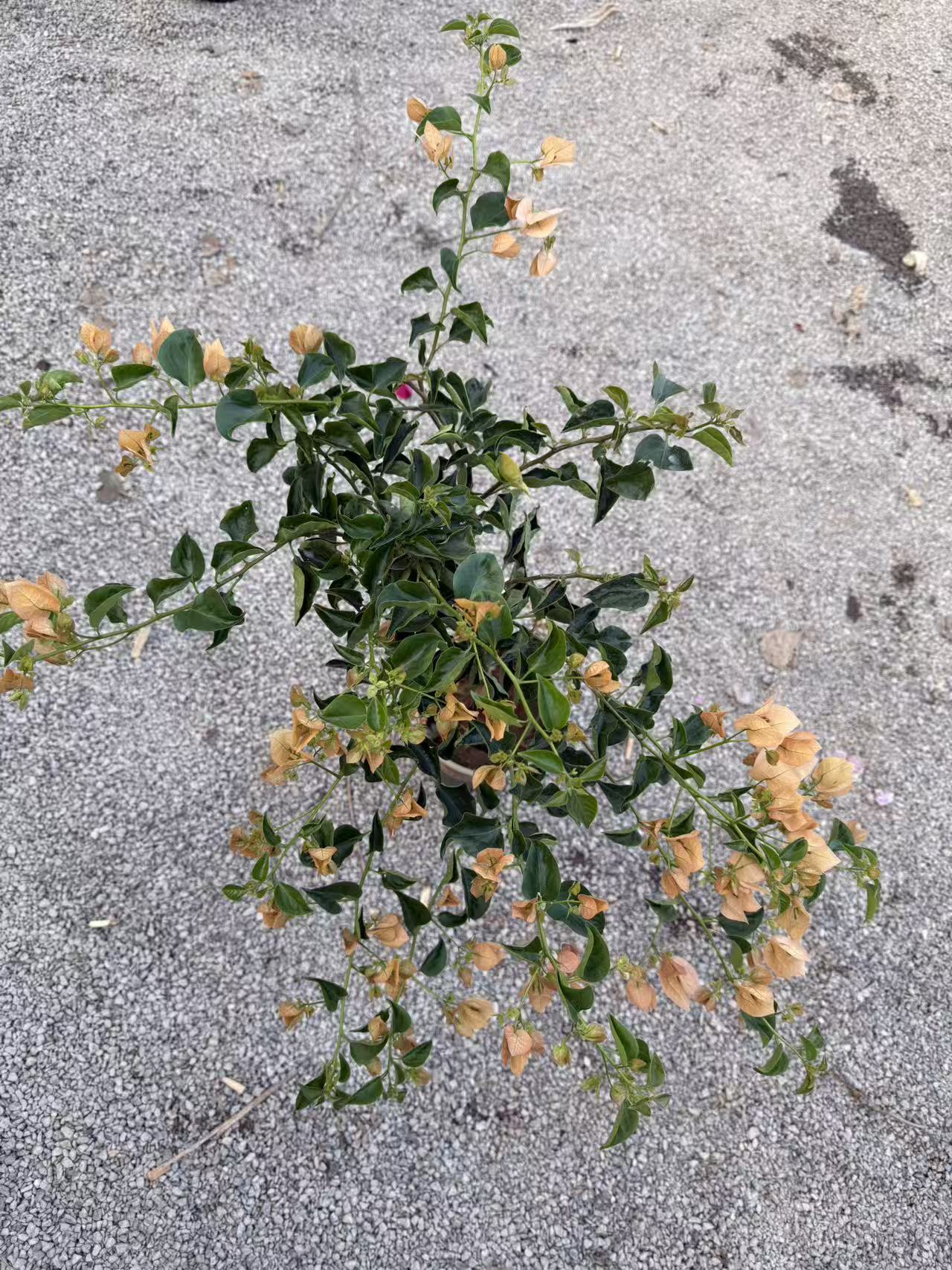 勤花三角梅树苗盆栽四季开花好养活庭院花卉绿植（一物一拍）