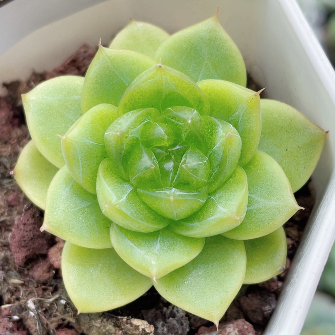 221号糖心冰心珍妮 凌波珍妮
