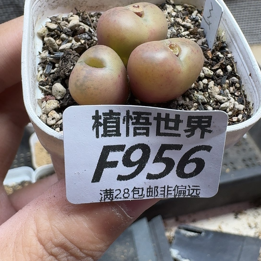 多肉植物的润泽gbn