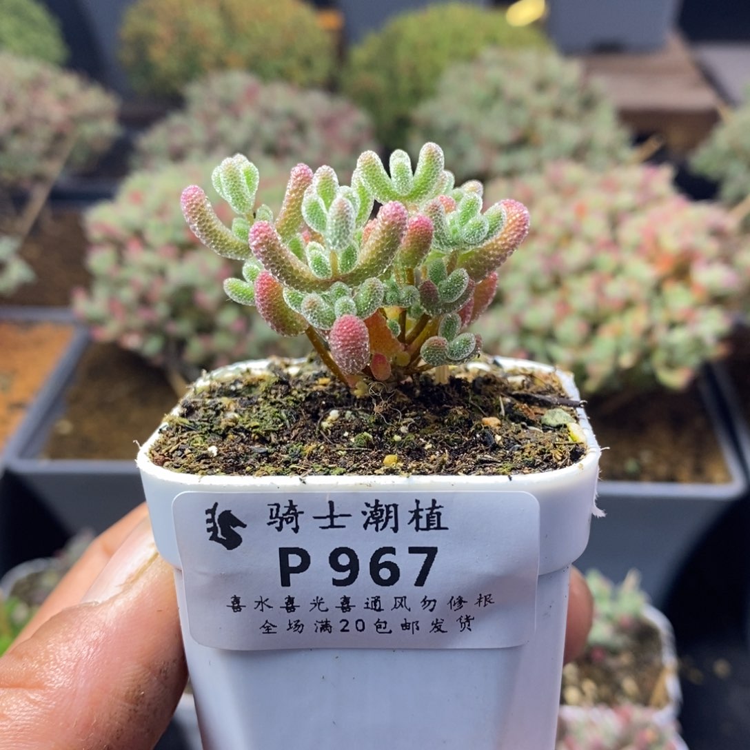 967实生精控优选冰晶