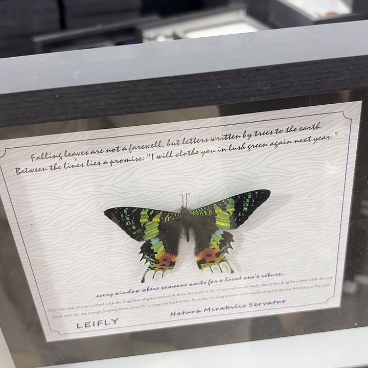 十寸新背景一只国外蝶加两个国内蝶预售