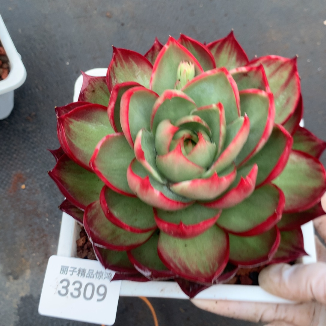 3309一物一拍14厘米