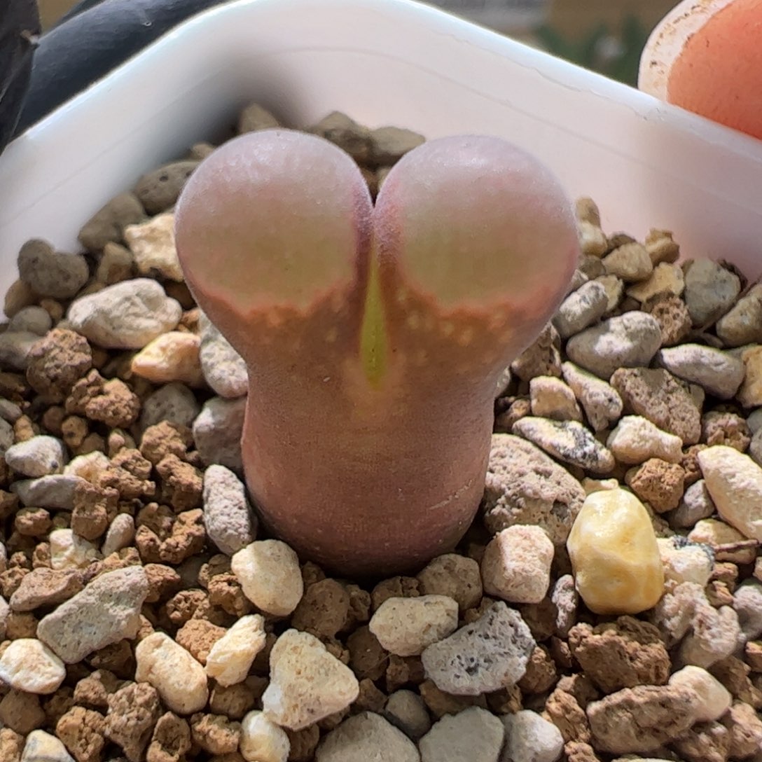 ࿈****࿈精品风铃一颗858    