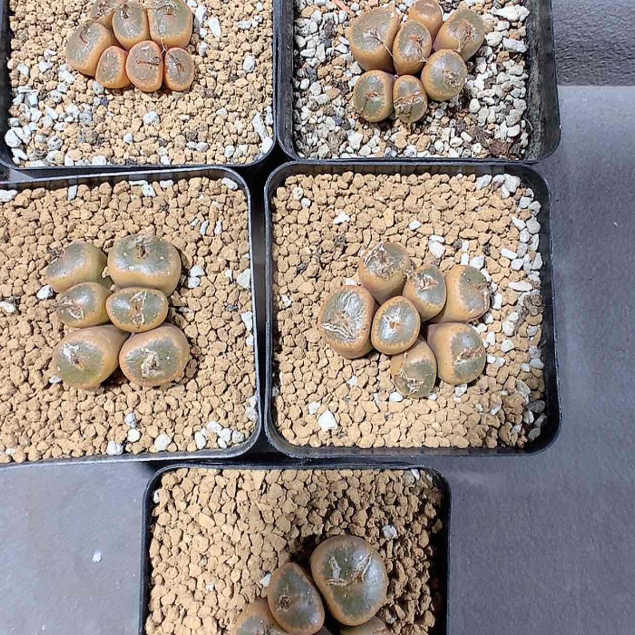 【闪购商品】2-9-11 黄宝石5群 1400蘑菇