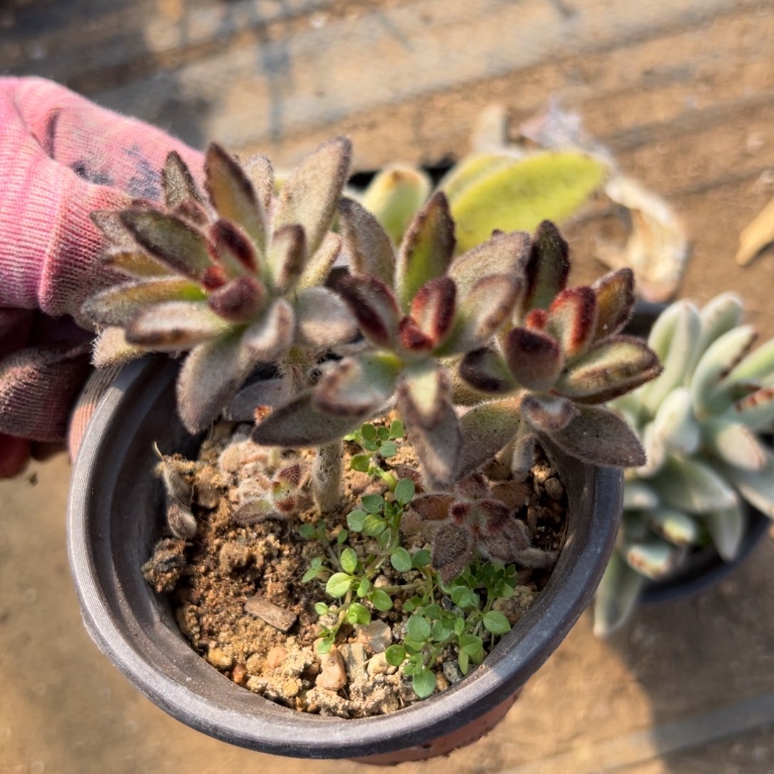 多肉们破植物植物我哦