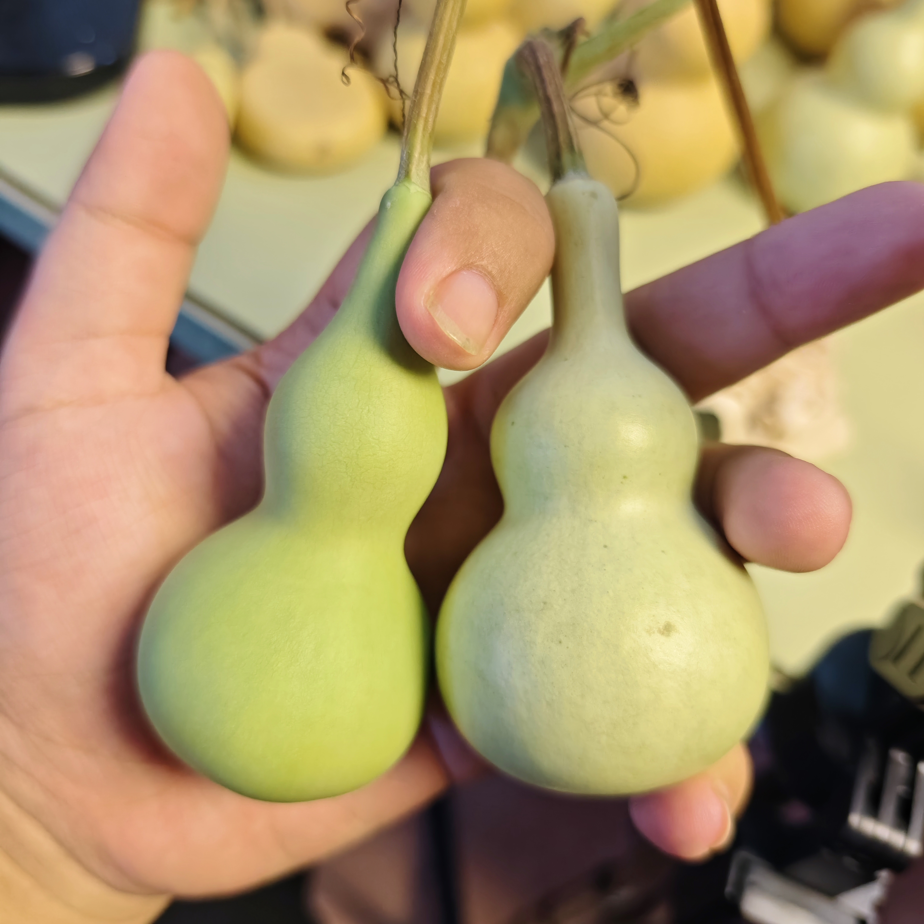 天然葫芦带龙头适合盘玩的文玩手把件