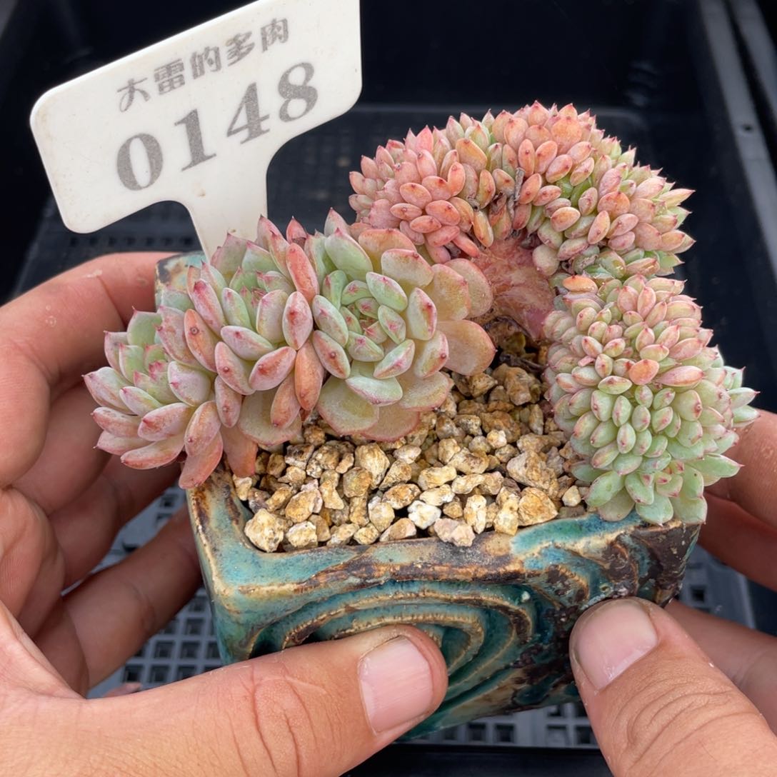 0148白胖子缀不带盆11厘米