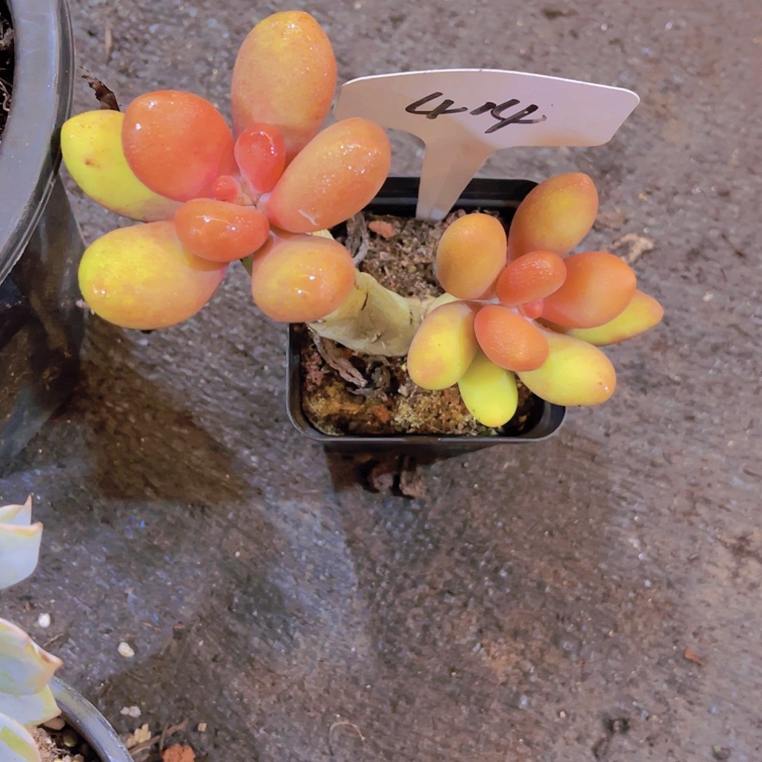 一***鱼000000000000000414