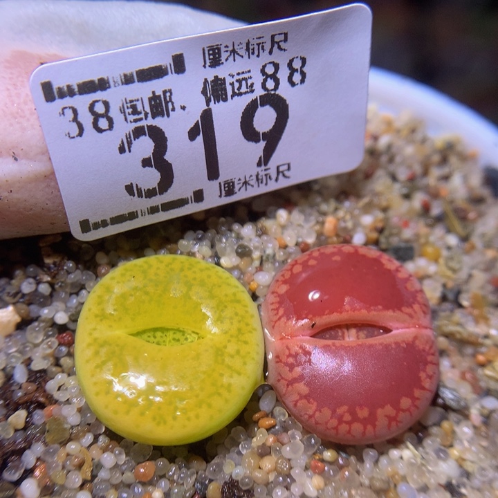 S精品生石花.319