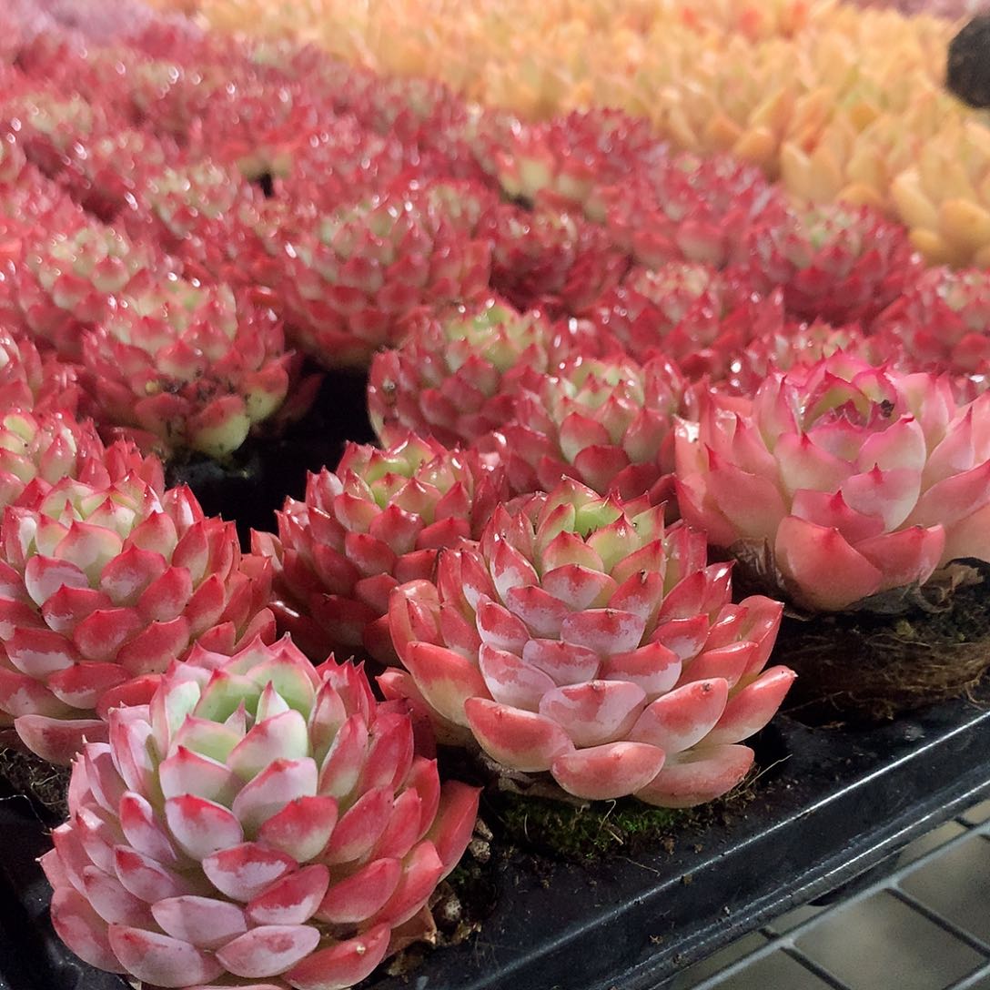 粉色诱惑3颗00000000000000