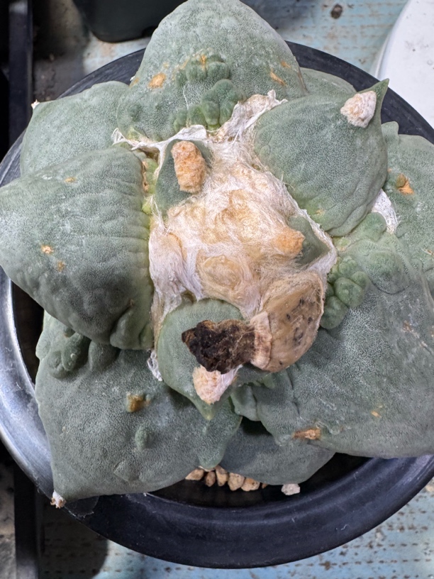 大型怒涛牡丹自根，冠幅13厘米