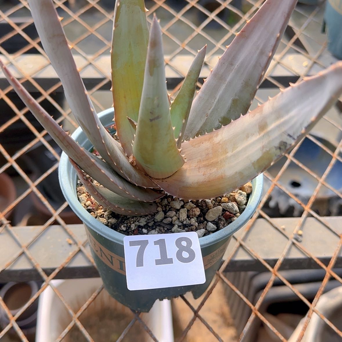 【闪购商品】阿*品块根植物