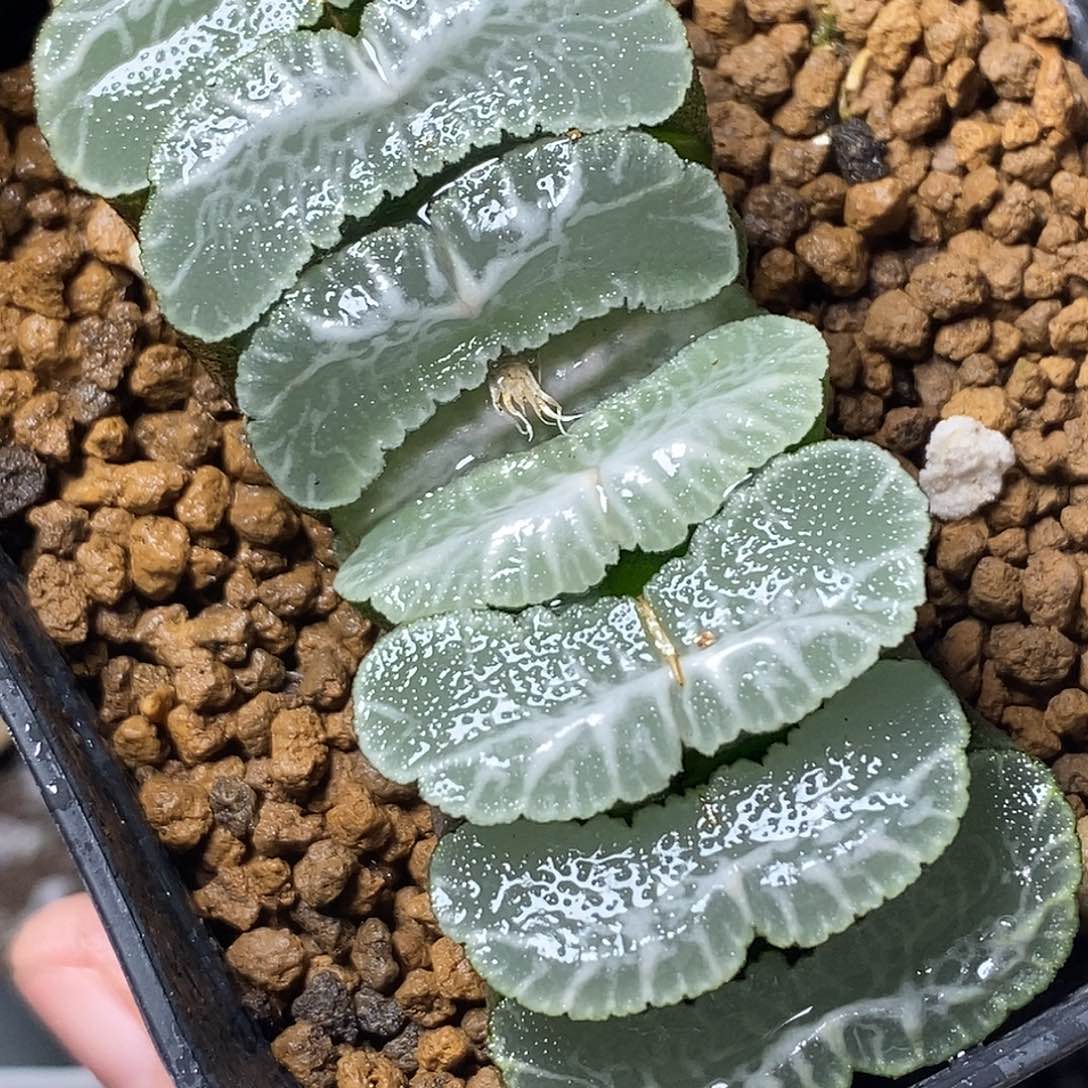 不带盆脱土裸根发货（实生）