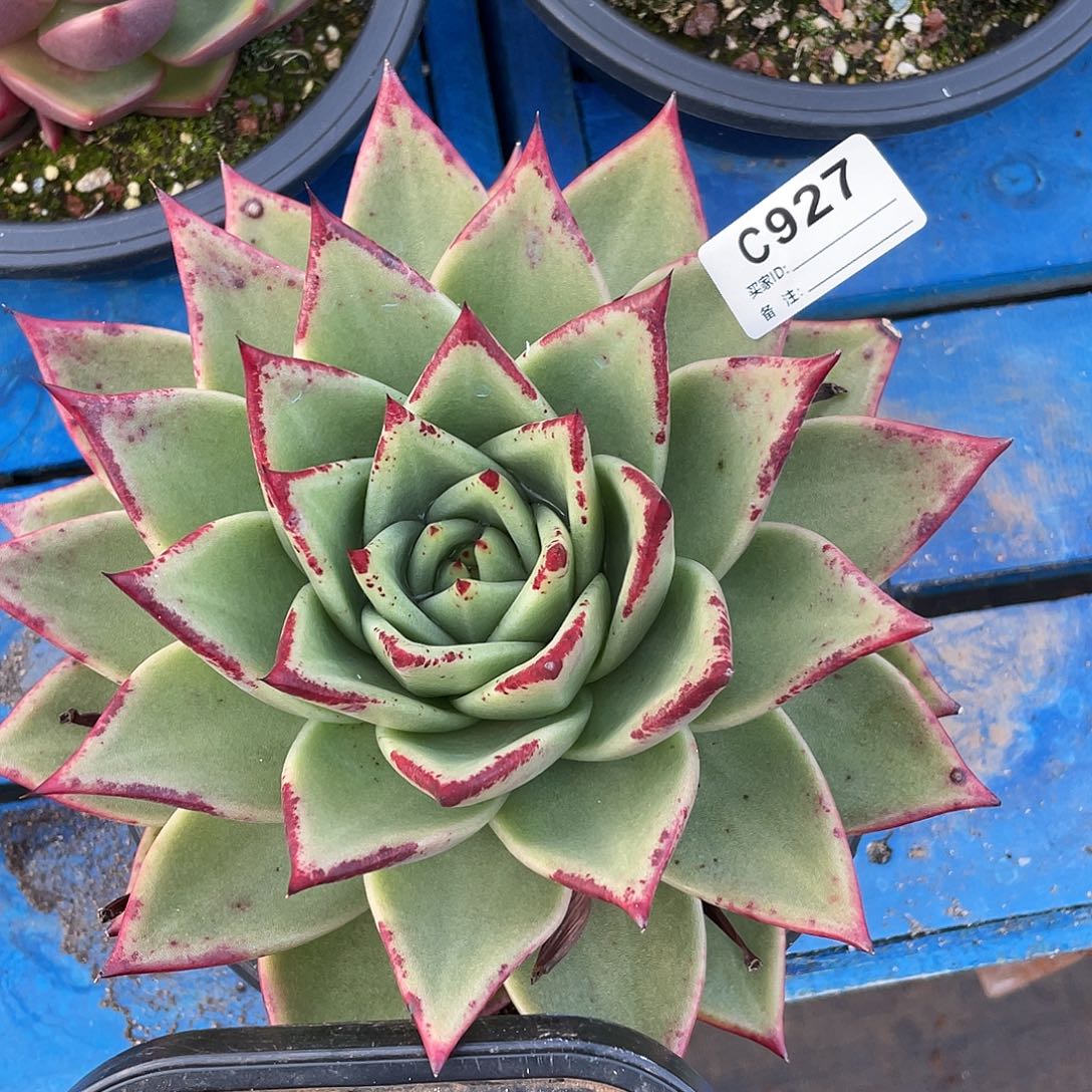 若如东云单拍C927