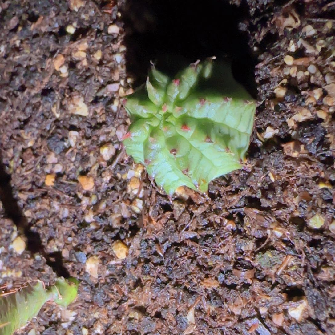 K***n块根植物块根植物