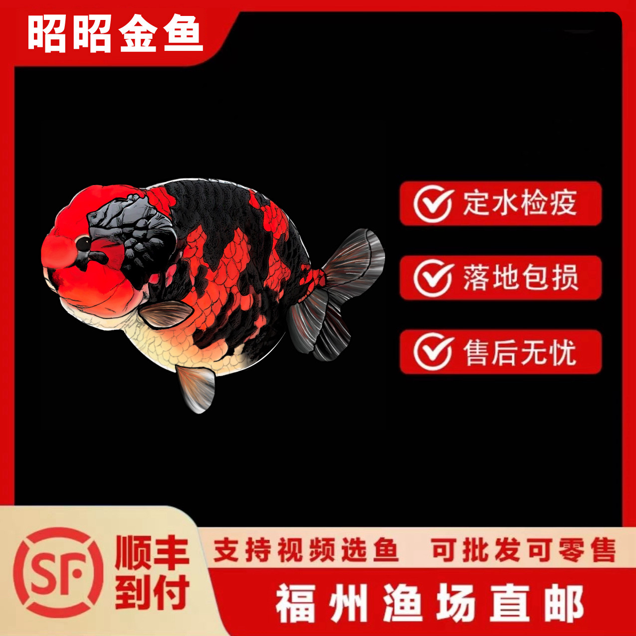 福州昭昭金鱼（私拍不发货）