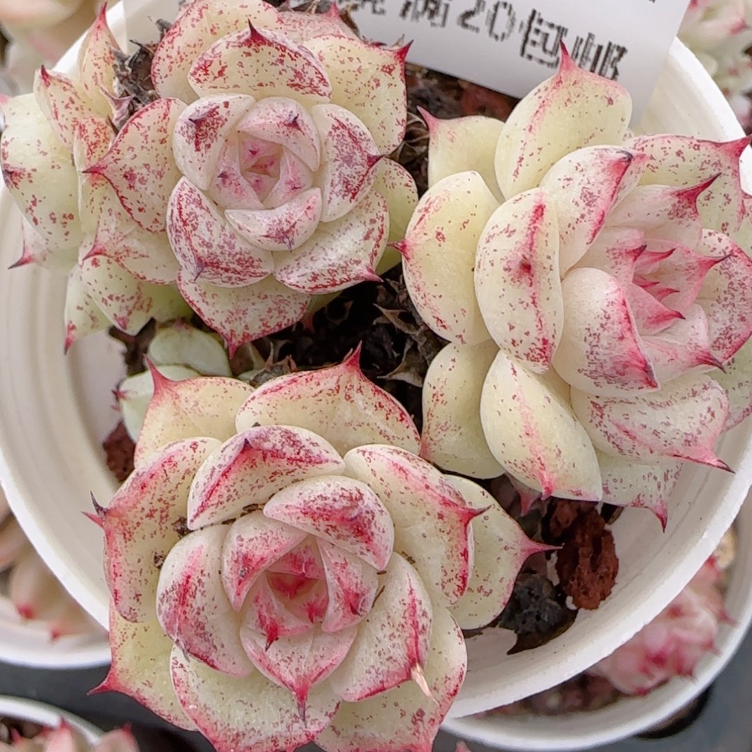 疯***西花语多肉1218-141散