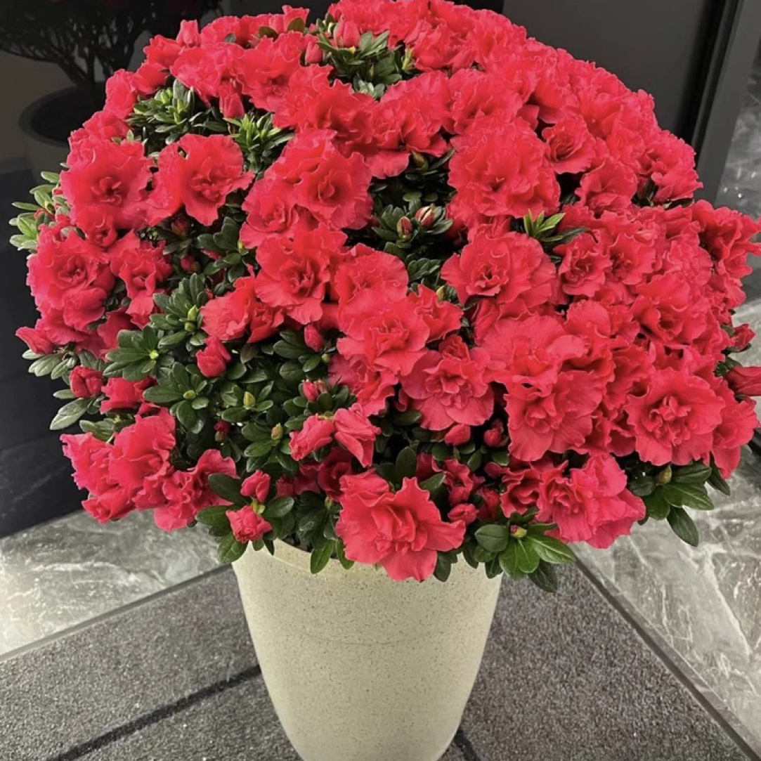 【新人见面礼】红宝石杜鹃中国红四季开花满树花苞好养易活花卉植物