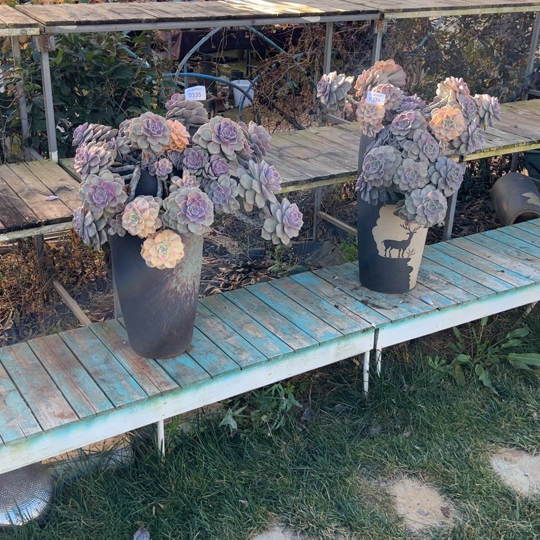 0335.0336多肉植物紫乐锦