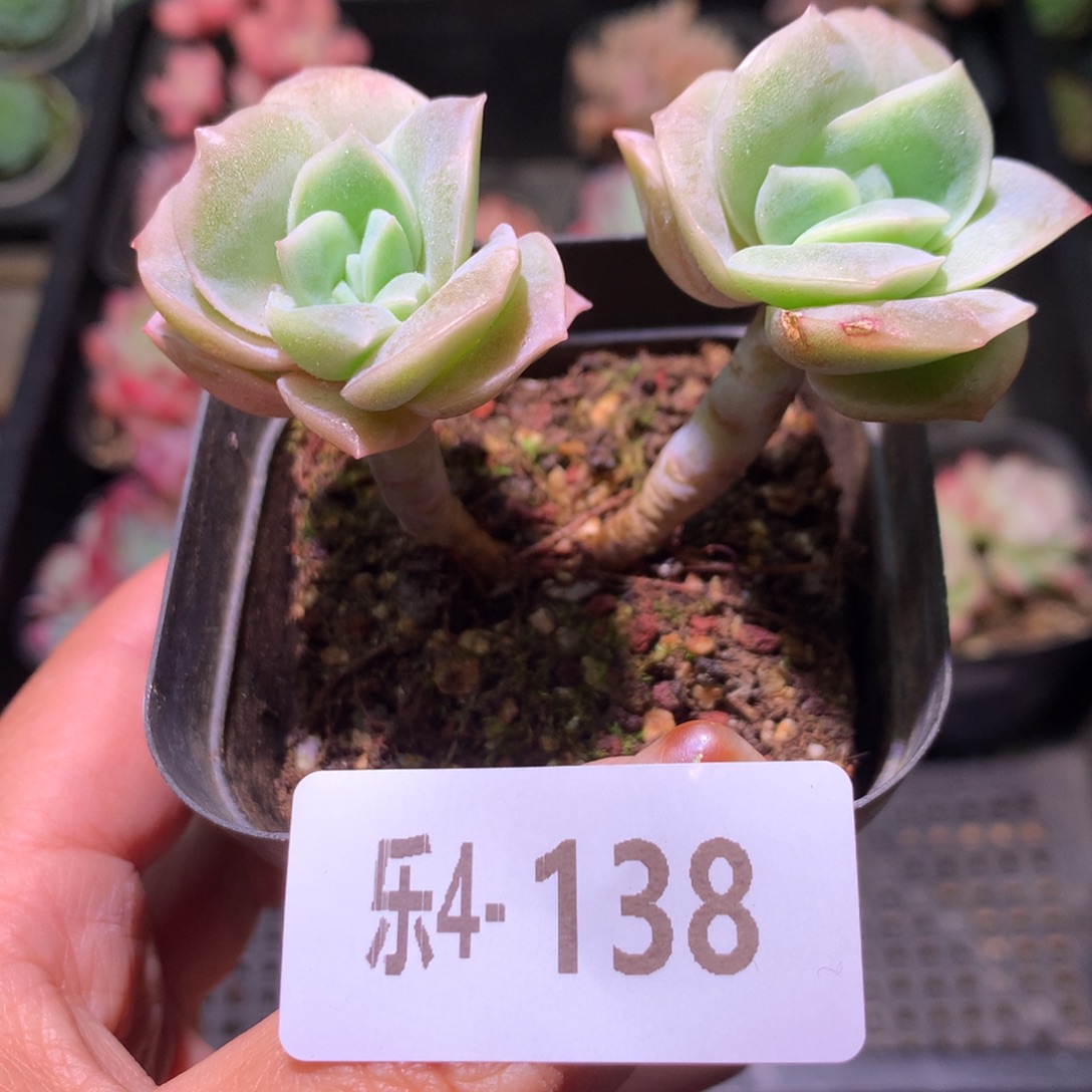 乐然 4-138 可爱玫瑰 